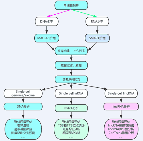 单细胞测序技术服务-武汉金开瑞生物