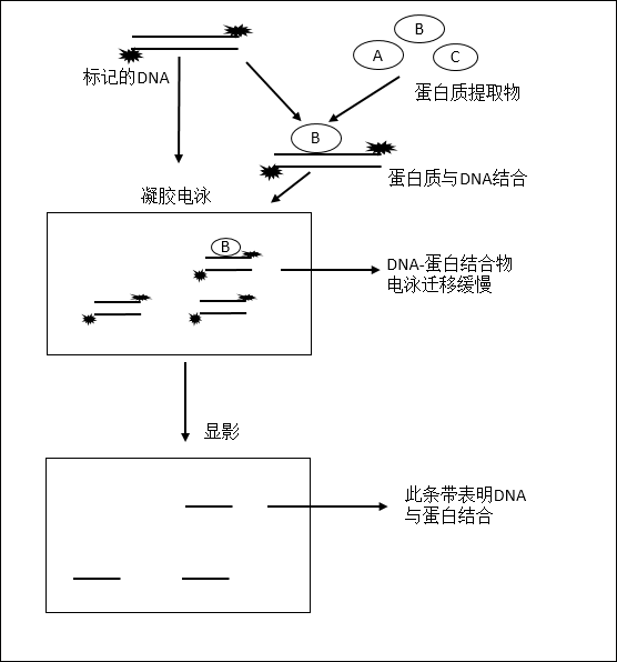 蛋白dna互作