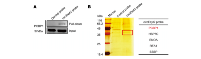 rna pulldown